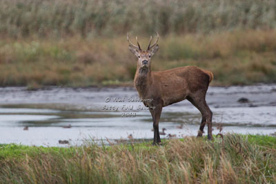 Red Stags by Neil Salisbury of Hawkshead Cumbria